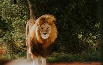 Cape Town & the Garden Route