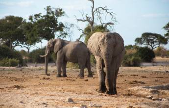Botswana & Namibia: Delta & Dunes