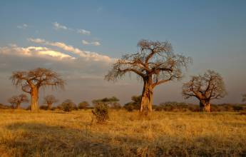 Safari Add-on Tour after Rongai Route