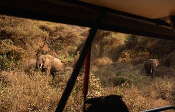 Safari Add-on Tour after Rongai Route