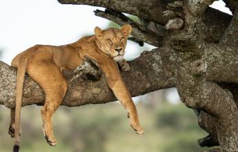 Safari Add-on Tour after Rongai Route