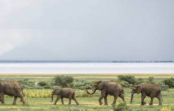 Safari Add-on Tour after Rongai Route