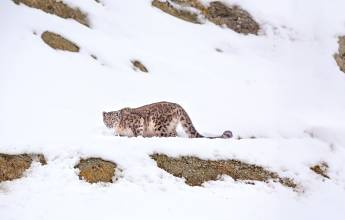 Search for Snow Leopards with Valerie Parkinson