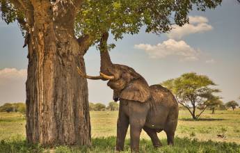 Safari Add-on Tour after Rongai Route