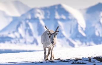 Spitsbergen Circumnavigation: A Rite of Passage