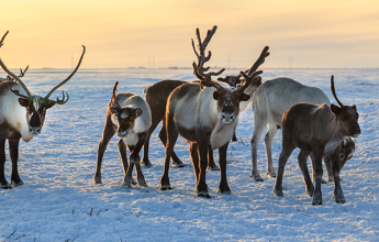 Finnish Wilderness Week