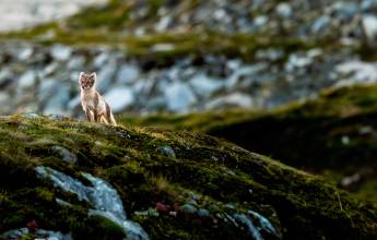 Spitsbergen Circumnavigation: A Rite of Passage