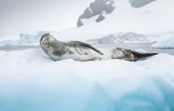 Antarctic Express: Fly the Drake