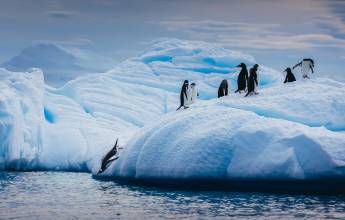 Antarctic Express: Fly the Drake