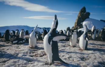 Antarctic Express: Fly the Drake