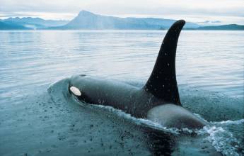 Walking Canada’s Sunshine Coast
