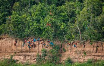 Amazon Rainforest Add-on (post-tour, from Lima)