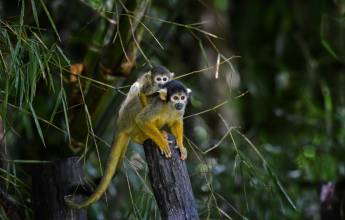 Amazon Rainforest Add-on (post-tour, from Lima)