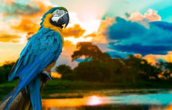 Amazon Rainforest Add-on (post-tour, from Lima)