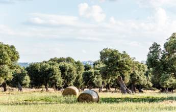 Olive trees in the countryside near the medieval white village of Ostuni