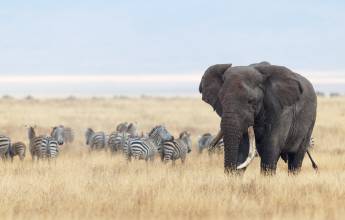 Safari Add-on Tour – after Lemosho Route