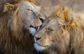 Safari Add-on Tour after Rongai Route