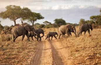 Safari Add-on Tour – after Lemosho Route