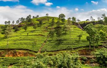 Sri Lankan Highlights