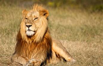 Southern Africa Safari: Kruger & Coast