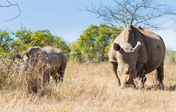 Southern Africa Safari: Kruger & Coast