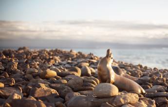 Galapagos Escape – Solaris (Itinerary B)