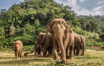 Thailand Family Adventure