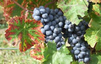 Cycle the Loire Valley