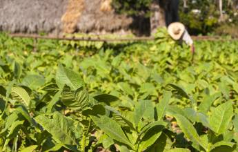 Cuba: La Isla Grande