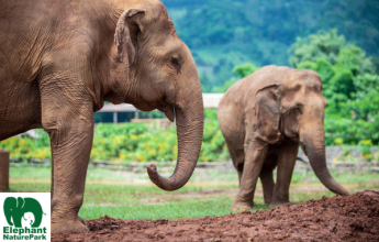 Highlights of Northern Thailand