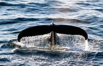 South Greenland Adventure: The Majestic Alpine Arctic