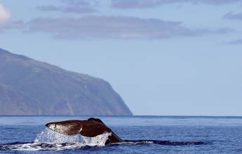 Island Hopping in the Azores