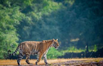 India’s Taj Mahal and Tigers – Premium Adventure