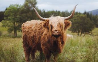 Classic Scotland: Edinburgh to the Highlands