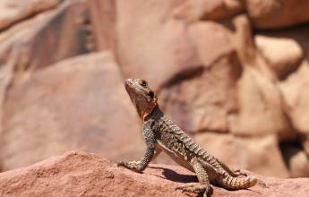 Kingdoms of Jordan – Premium Adventure