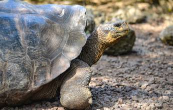 Galapagos Walking Adventure