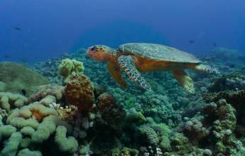 Kingdoms of Jordan – Premium Adventure