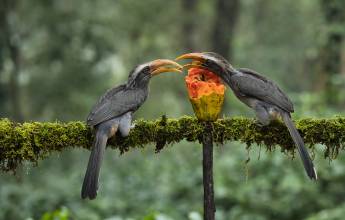 Discover South India – Premium Adventure