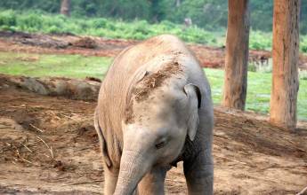 Annapurna to Chitwan: Walks & Wildlife