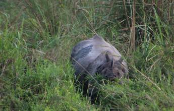 Annapurna to Chitwan: Walks & Wildlife