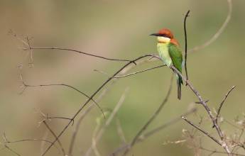Annapurna to Chitwan: Walks & Wildlife
