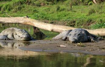 Annapurna to Chitwan: Walks & Wildlife
