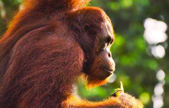 Borneo & the Malaysian Peninsula