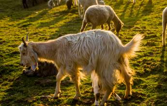 Foothills of the Himalaya