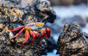 Highlights of Ecuador & the Galapagos