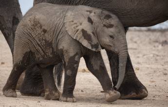 Tanzania Safari Adventure