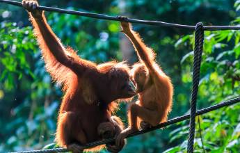 Borneo Wildlife Discoverer