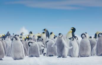 Emperor Penguin Quest: Expedition to Snow Hill
