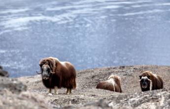 Iceland to Greenland: Total Solar Eclipse (13 days)