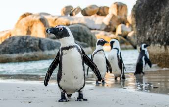 Cycling the Cape & Winelands